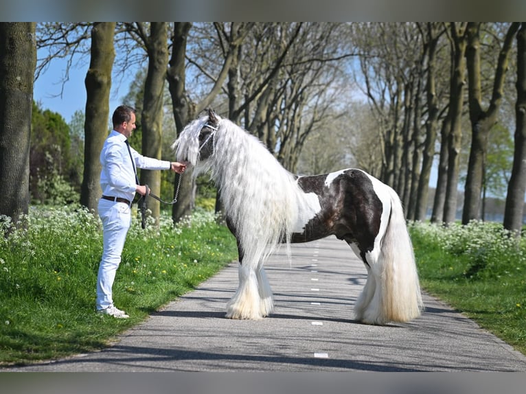 Tinker Hengst Gevlekt-paard in Rheinfelden