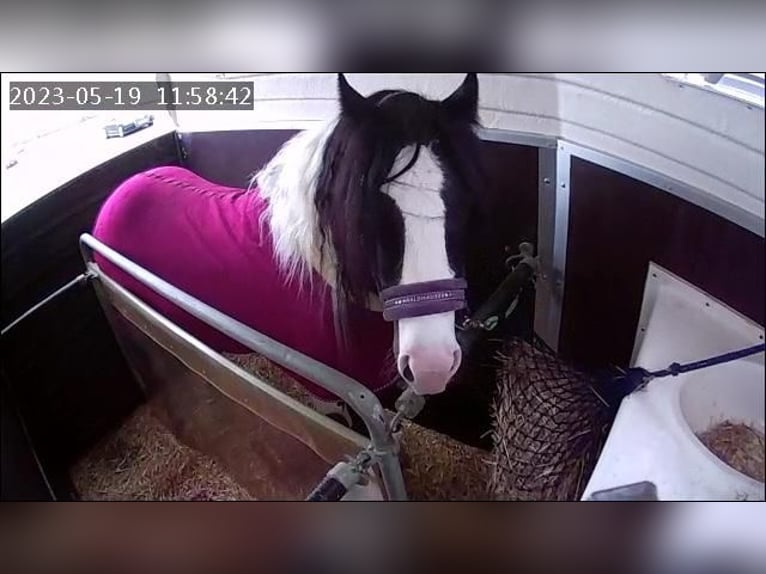 Tinker Hengst Gevlekt-paard in Thannhausen