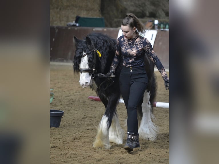 Tinker Hengst Rappe in Gribow