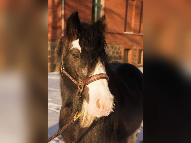 Tinker Hengst Rappe in Gribow