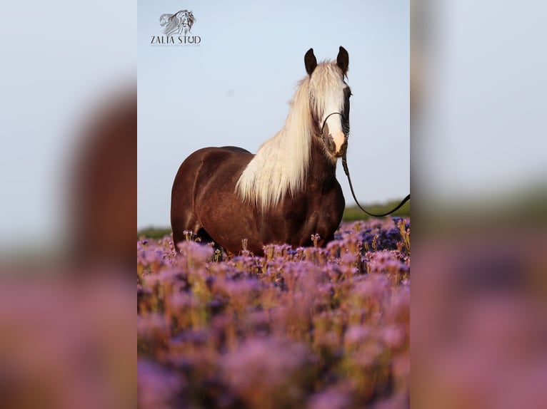 Tinker Hengst Rappe in Stryków