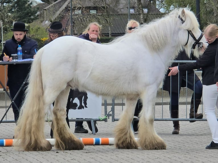 Tinker Hengst  in Gaanderen