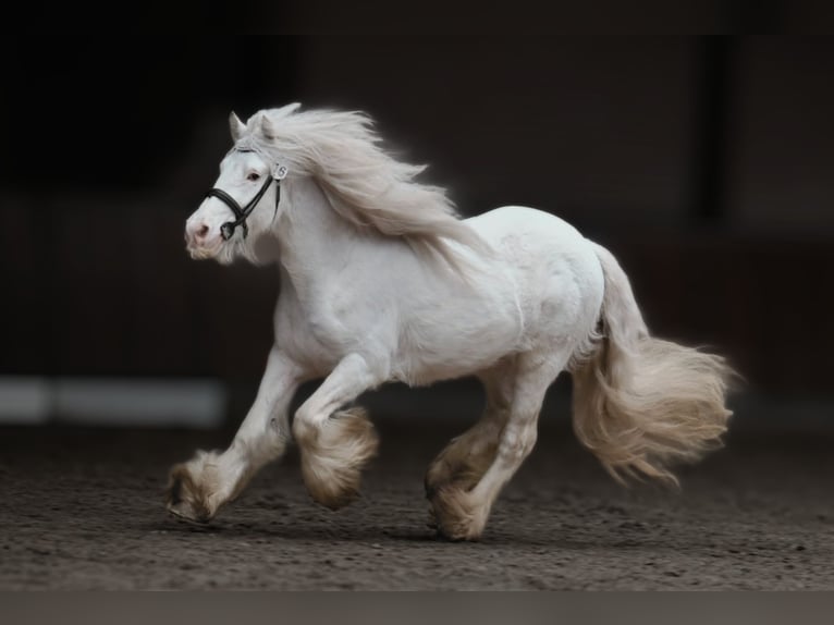 Tinker Hengst  in Gaanderen