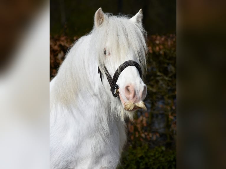 Tinker Hengst  in Gaanderen