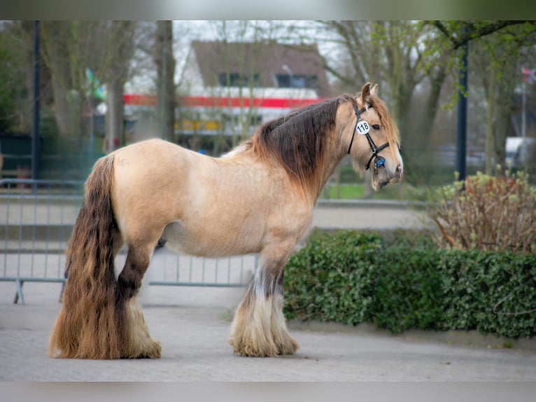 Tinker Hengst  in Gaanderen