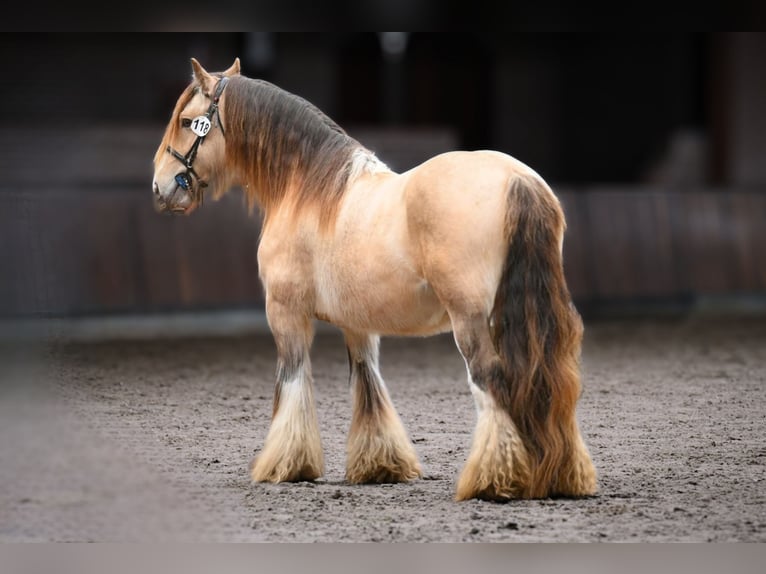 Tinker Hengst  in Gaanderen