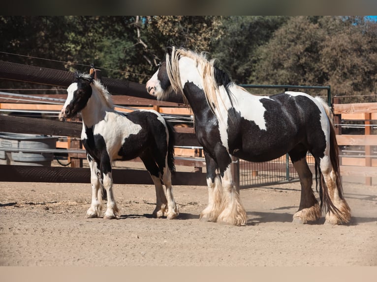 Tinker Hengst Veulen (04/2025) 104 cm Gevlekt-paard in Grass Valley