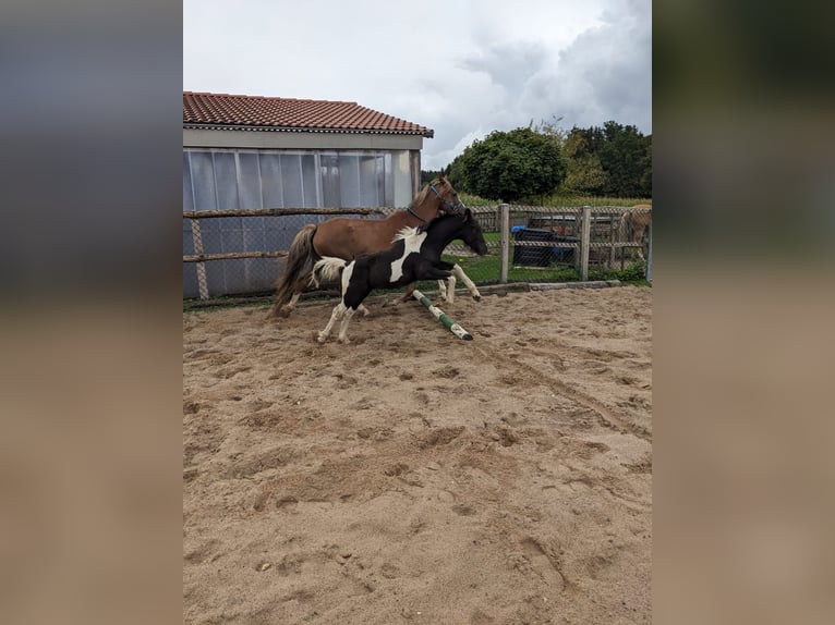 Tinker Mix Hengst Veulen (06/2025) 115 cm Gevlekt-paard in Schw&#xE4;bisch Gm&#xFC;nd