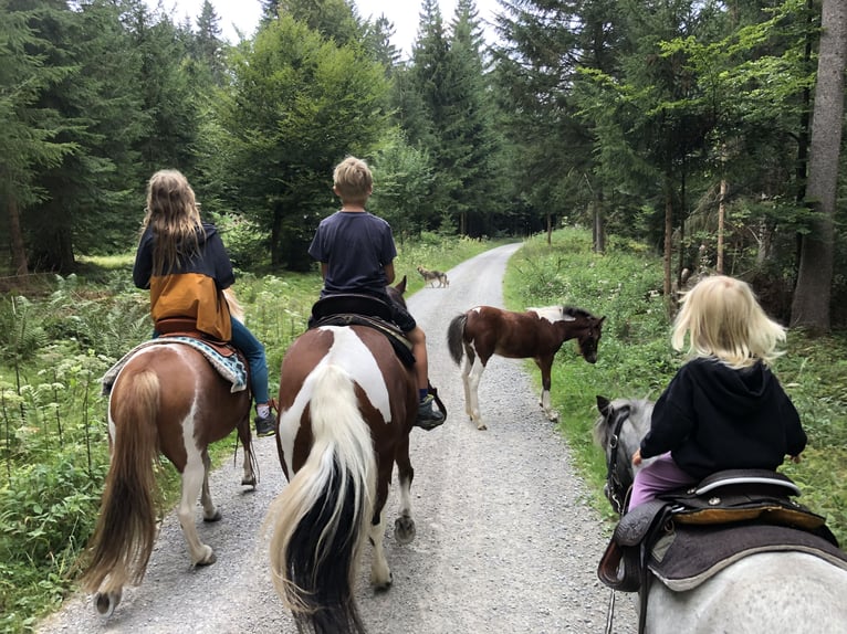 Tinker Mix Hengst Veulen (05/2025) 130 cm Gevlekt-paard in Gschwend