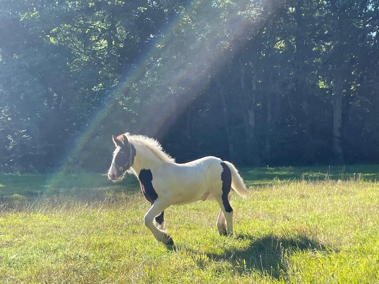 Tinker Hengst veulen (01/2024) 137 cm Gevlekt-paard in Rohrberg