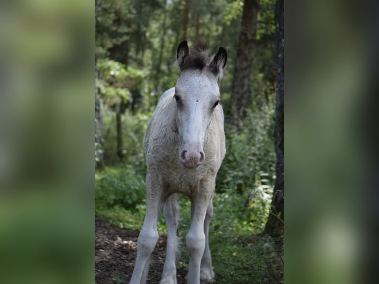 Tinker Hengst veulen (05/2024) 145 cm Appaloosa in Heiligengrabe