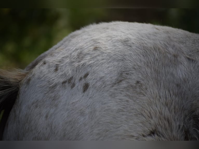 Tinker Hengst veulen (05/2024) 145 cm Appaloosa in Heiligengrabe