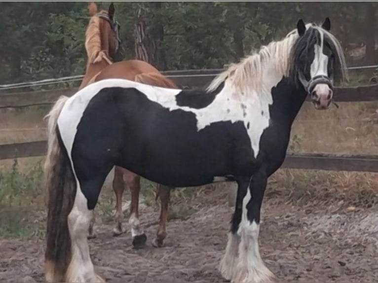 Tinker Hengst Veulen (04/2026) 152 cm  in Rathenow
