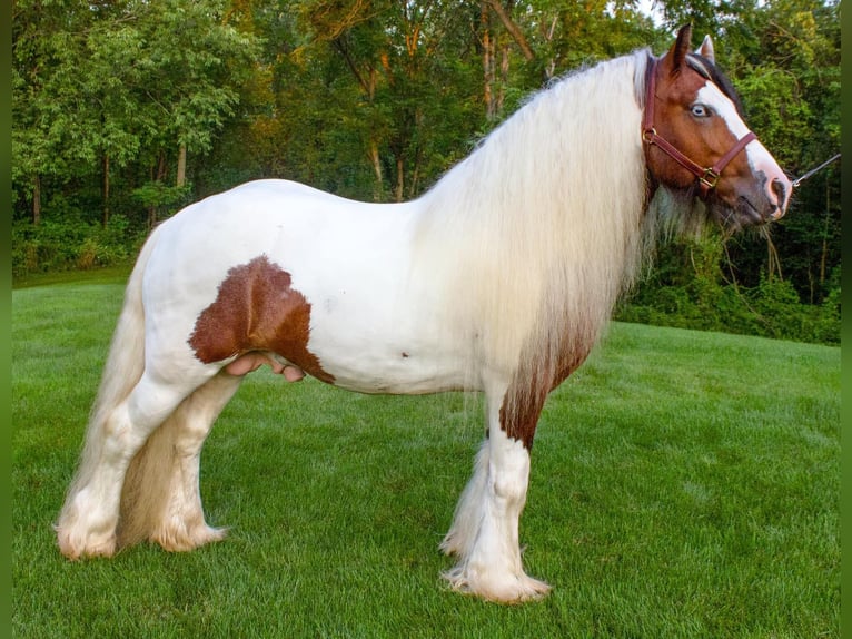 Tinker Hengst Veulen (05/2025) 152 cm Roodbruin in South Lyon