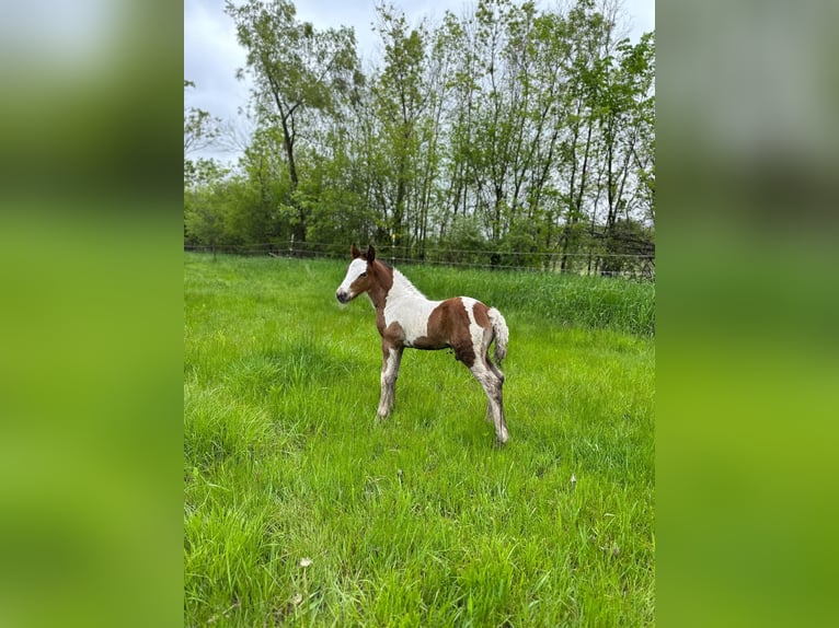Tinker Hengst Veulen (05/2025) 152 cm Roodbruin in South Lyon