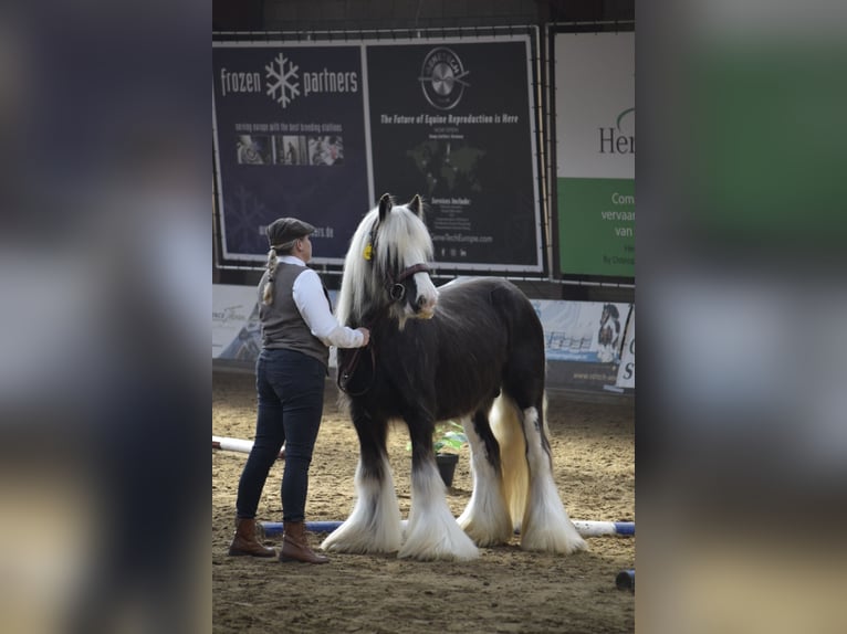 Tinker Hengst Veulen (04/2026)  in Heiligengrabe