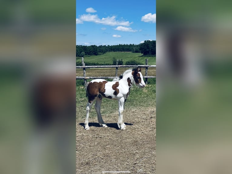 Tinker Hengst Gevlekt-paard in Wołów Tinker Hengst Gevlekt-paard in Wołów