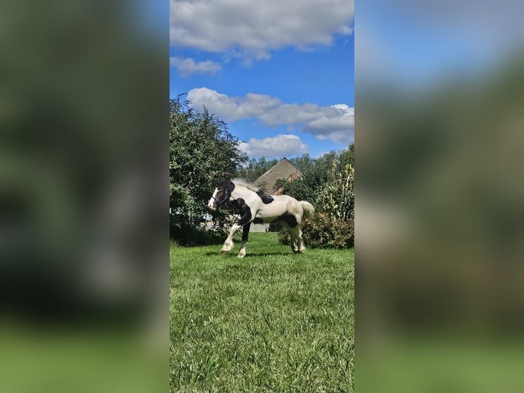 Tinker Hengst veulen (04/2024) Gevlekt-paard in Buk