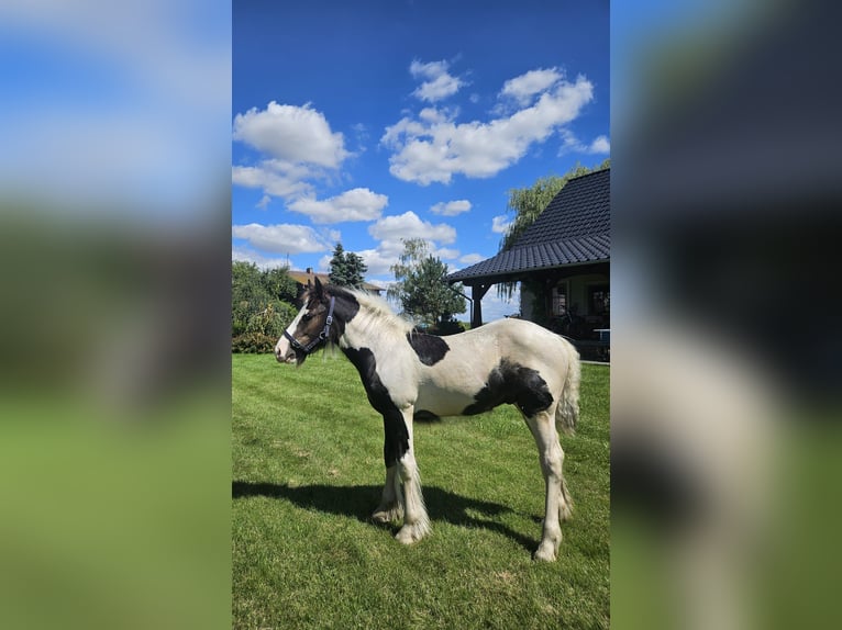 Tinker Hengst veulen (04/2024) Gevlekt-paard in Buk