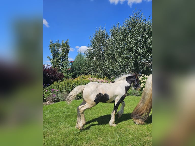 Tinker Hengst veulen (04/2024) Gevlekt-paard in Buk