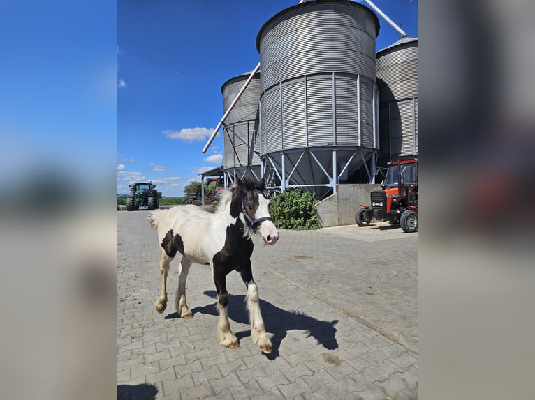 Tinker Hengst veulen (04/2024) Gevlekt-paard in Buk