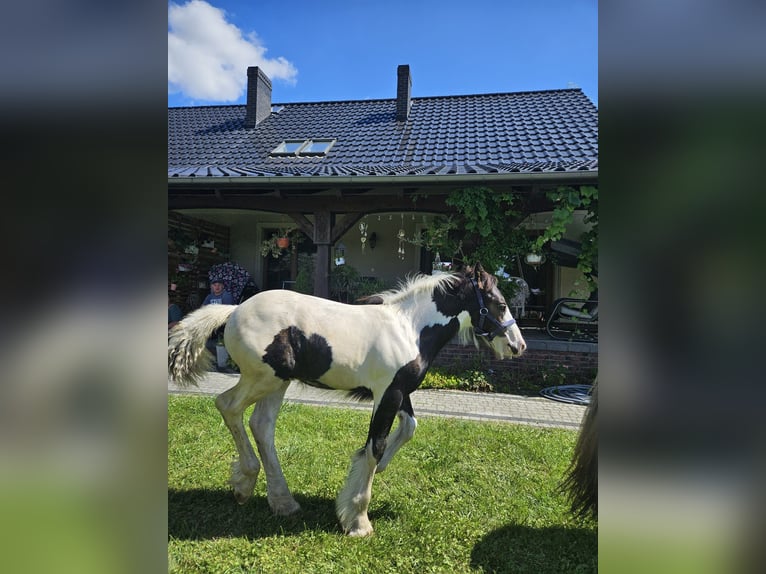 Tinker Hengst veulen (04/2024) Gevlekt-paard in Buk