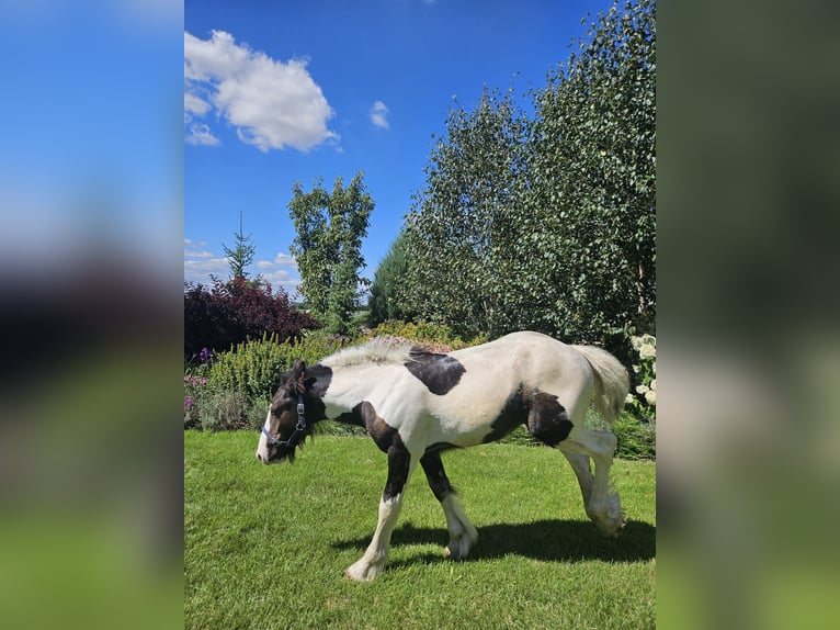 Tinker Hengst veulen (04/2024) Gevlekt-paard in Buk