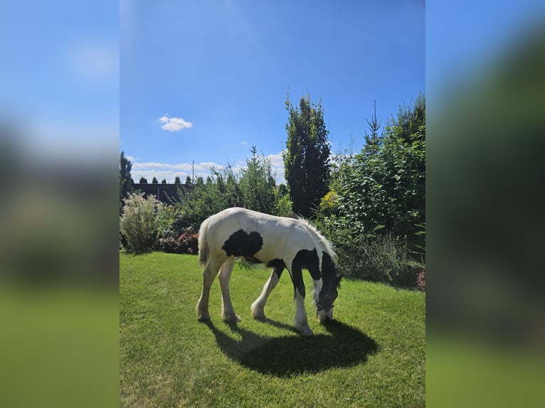 Tinker Hengst veulen (04/2024) Gevlekt-paard in Buk