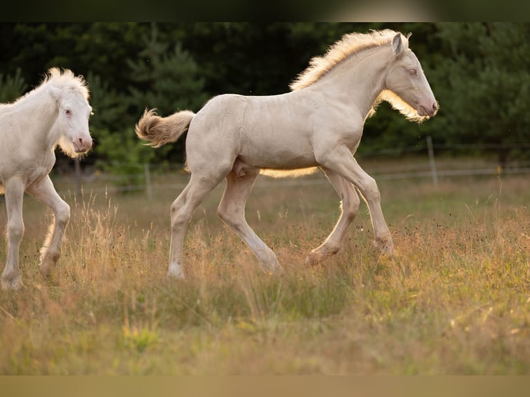 Tinker Hengst Veulen (05/2025) Pearl in Hanstedt