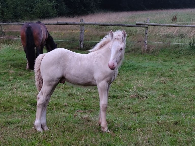 Tinker Hengst Veulen (05/2025) Pearl in Hanstedt