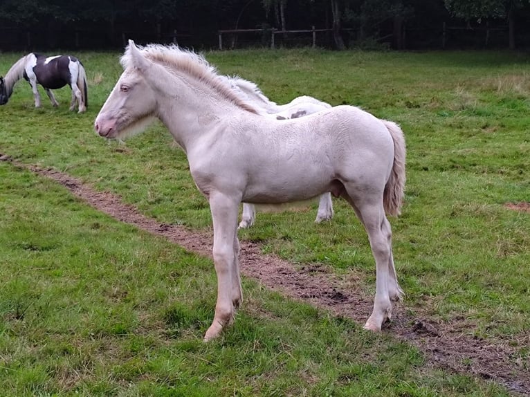 Tinker Hengst Veulen (05/2025) Pearl in Hanstedt