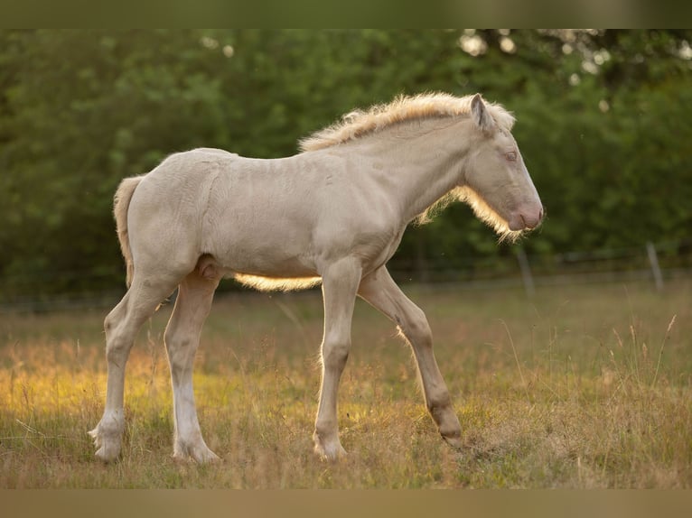 Tinker Hengst Veulen (05/2025) Pearl in Hanstedt