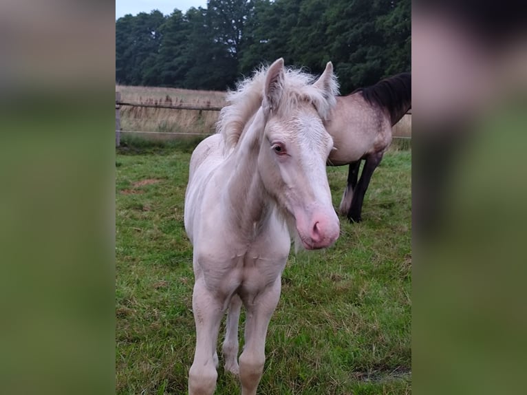 Tinker Hengst Veulen (05/2025) Pearl in Hanstedt