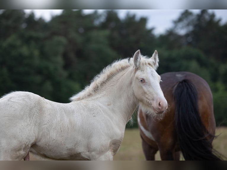 Tinker Hengst Veulen (05/2025) Pearl in Hanstedt