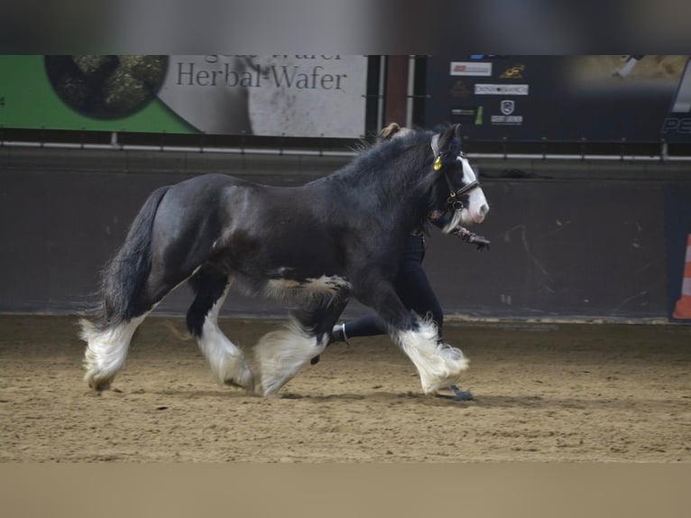 Tinker Hengst Zwart in Gribow