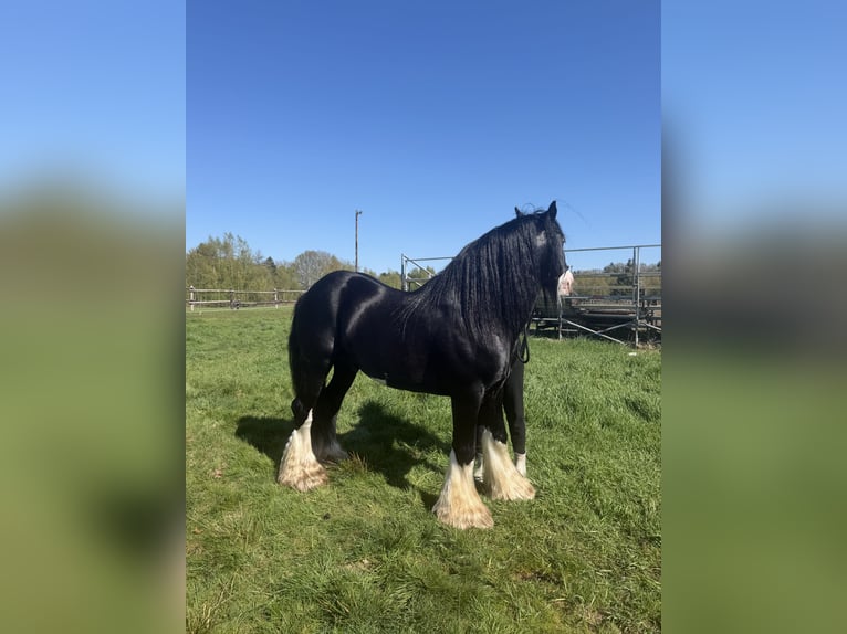 Tinker Hengst Zwart in Gnarrenburg