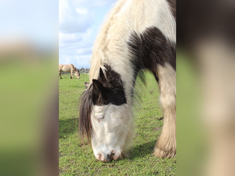 Tinker Hongre 10 Ans 128 cm Pinto in Rahden