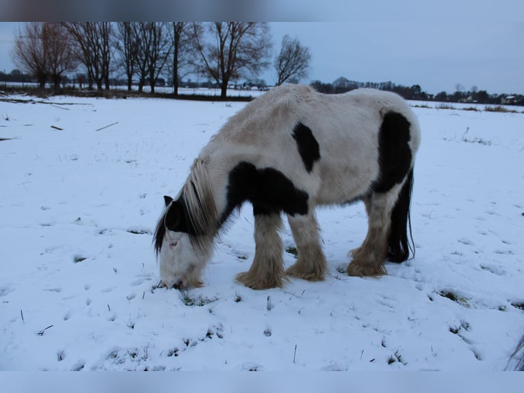 Tinker Hongre 10 Ans 128 cm Pinto in Rahden