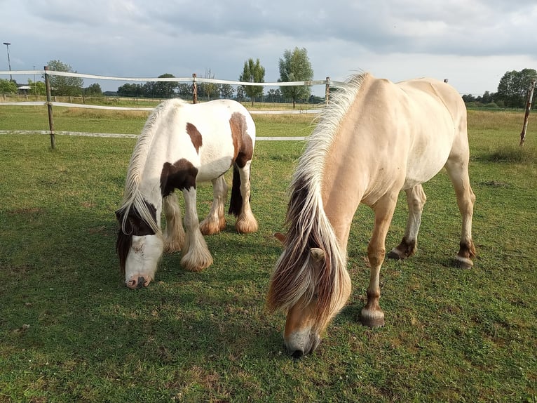 Tinker Hongre 10 Ans 128 cm Pinto in Rahden