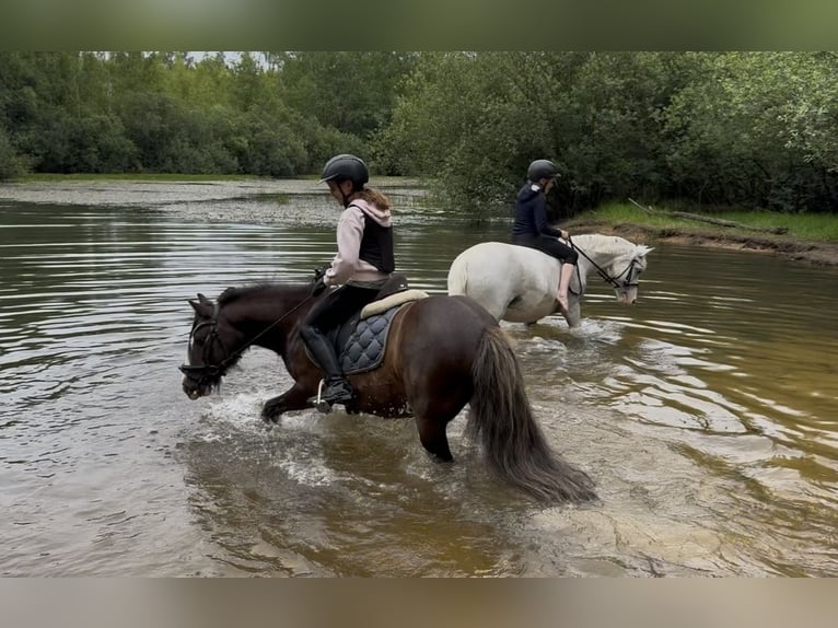 Tinker Hongre 10 Ans 130 cm Bai brun foncé in Tangstedt