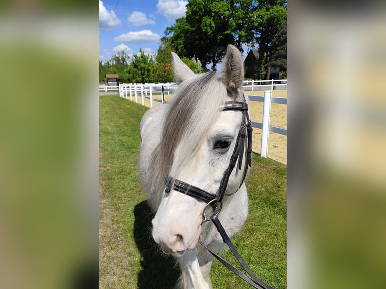 Tinker Hongre 10 Ans 133 cm Gris in Bad Laer