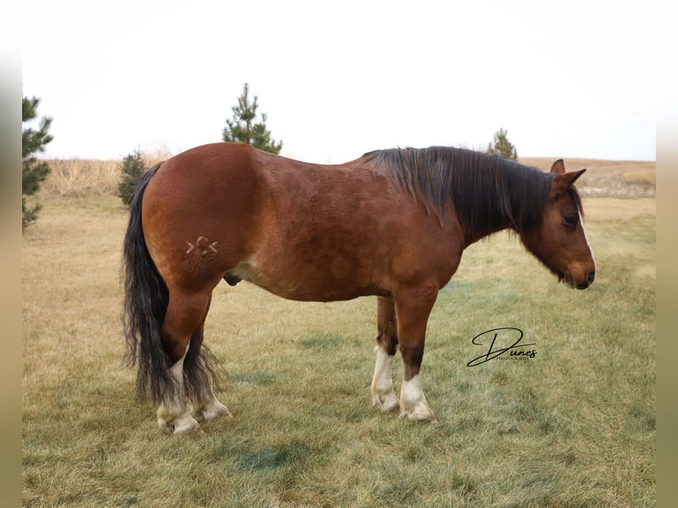 Tinker Croisé Hongre 10 Ans 140 cm Roan-Bay in Thedford