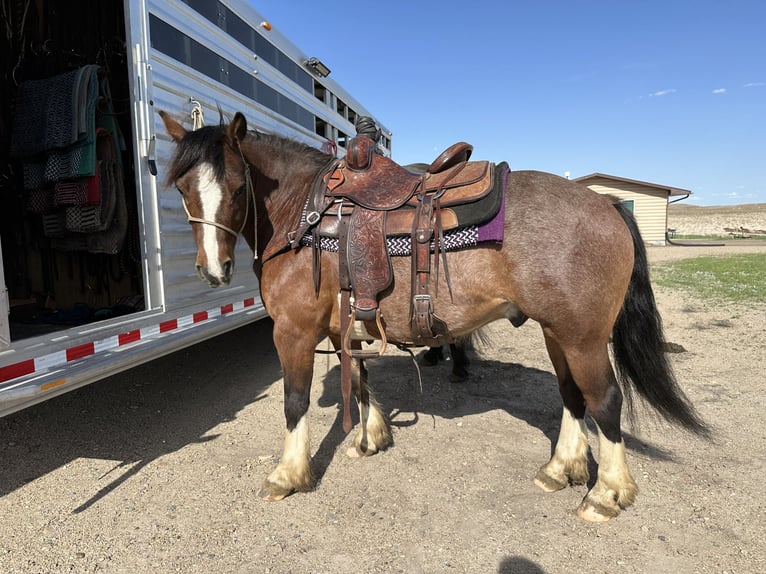 Tinker Croisé Hongre 10 Ans 140 cm Roan-Bay in Thedford