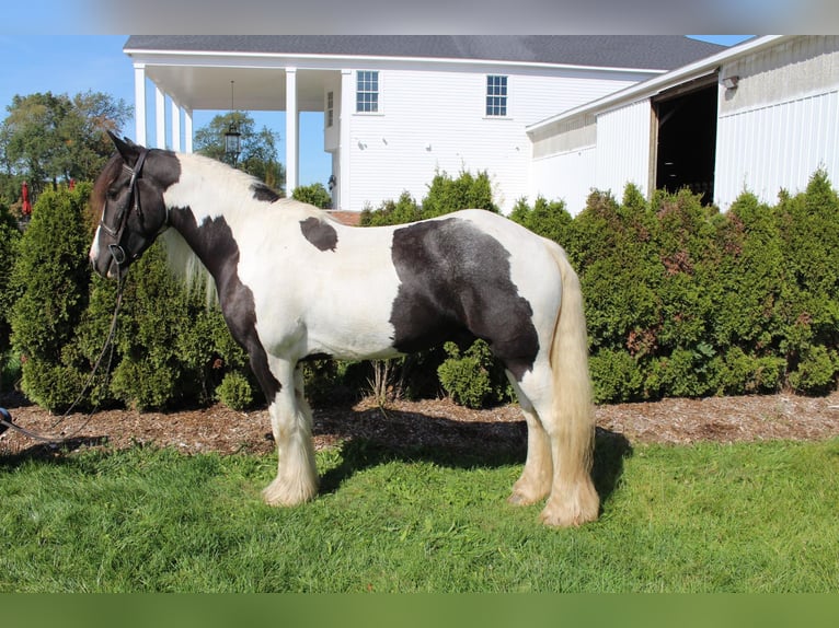 Tinker Hongre 10 Ans 142 cm Tobiano-toutes couleurs in London