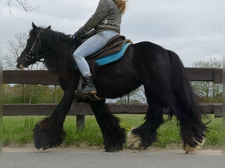 Tinker Hongre 10 Ans 143 cm Noir in Sustrum