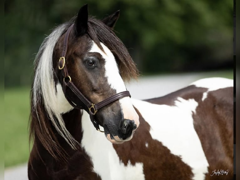 Tinker Hongre 10 Ans 145 cm Tobiano-toutes couleurs in Princeton, KY