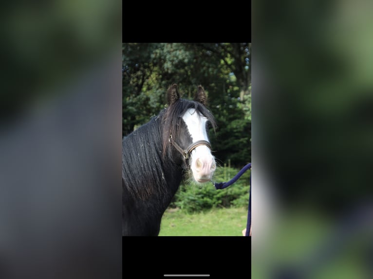 Tinker Hongre 10 Ans 147 cm Noir in 25551 Lohbarbek