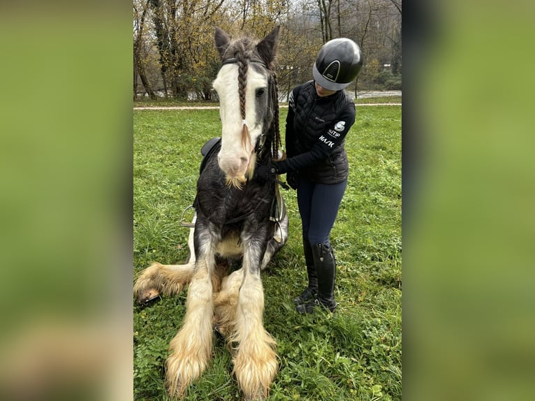 Tinker Hongre 10 Ans 150 cm Aubère in Bergamo
