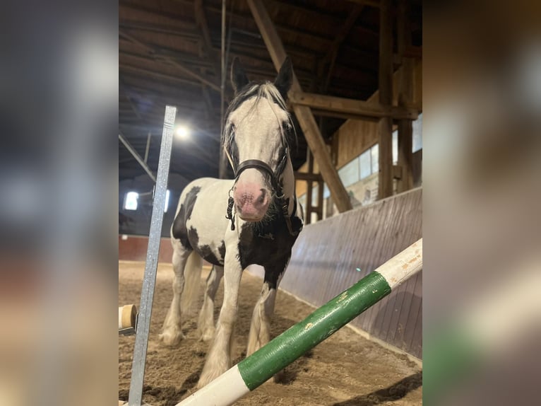 Tinker Hongre 10 Ans 150 cm Pinto in Wurzen