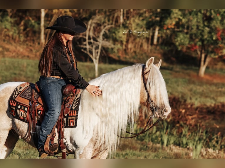 Tinker Hongre 10 Ans 150 cm Pinto in Mount Vernon